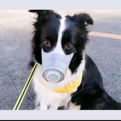 Corona Virus Disease 2019 COVID-19 SARS MERS With air valve Medical masks PET dog cat face mask With stock